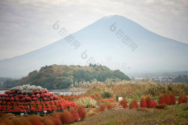 红松富士山