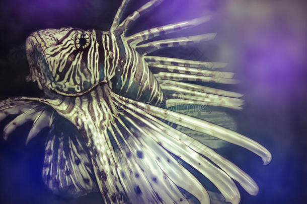 用数字平板电脑制作的插图蝎子鱼危险，紫色海景