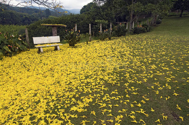 花团锦簇的长凳