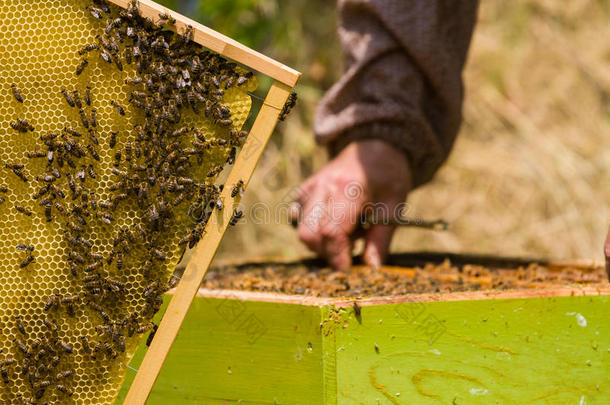 养蜂人和蜜蜂一起处理蜂窝
