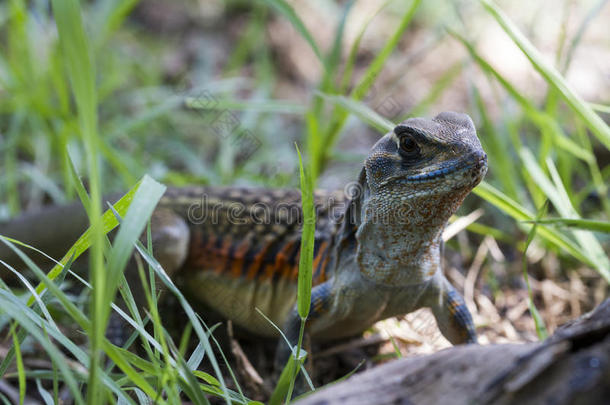 怀卡汉野生动物保护区常见的蝴蝶蜥蜴