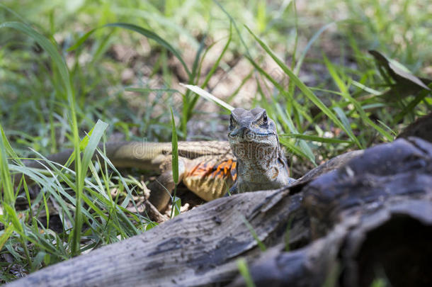 怀卡汉<strong>野生动物保护区</strong>常见的蝴蝶蜥蜴