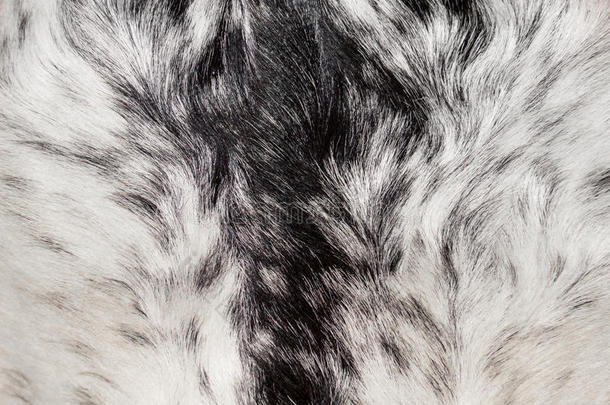 抽象的动物皮毛纹理