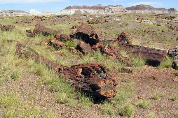 美国亚利桑那州<strong>石化</strong>森林国家公园的<strong>石化</strong>木材