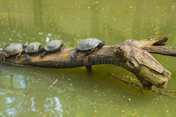 一排海龟