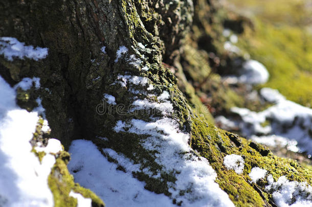 苔藓覆盖树干与<strong>晚春</strong>降雪