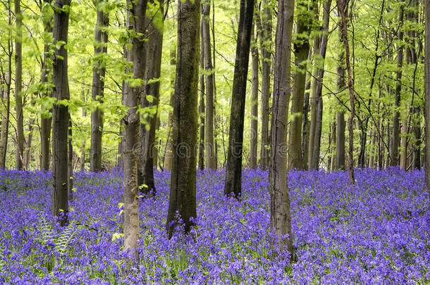 充满活力的蓝铃地毯春季森林景观
