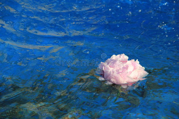 淡蓝色的喷泉，粉红色的浮花