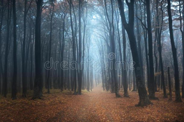 秋天雾天进森林