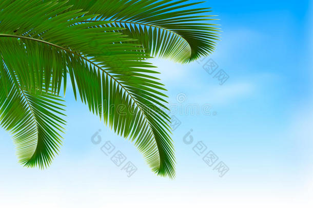 <strong>蓝色</strong>背景的棕榈叶。暑假公司