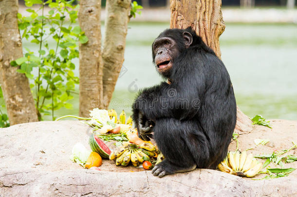 泰国清迈<strong>夜游</strong>中的黑猩猩