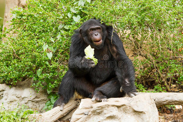 泰国清迈<strong>夜游</strong>中的黑猩猩
