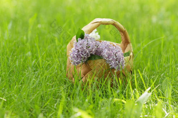 草地上桦树花篮里的丁香花