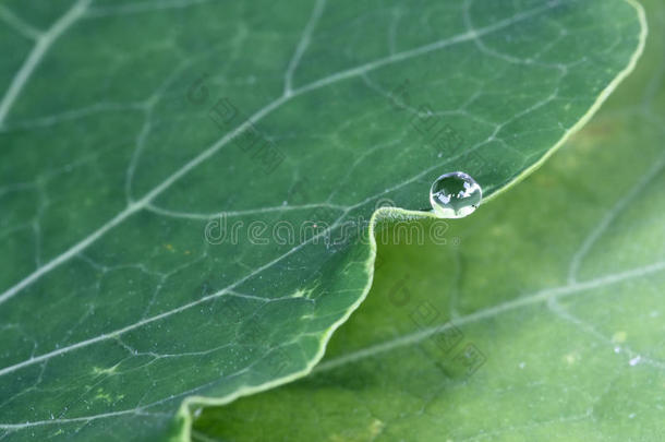 绿叶边的水滴