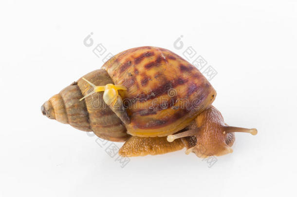 大小蜗牛