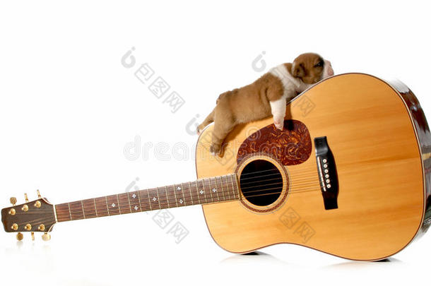 睡在吉他上的小狗