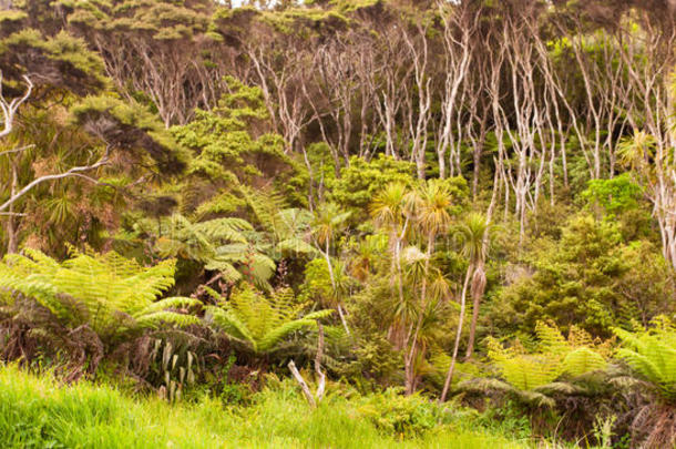 新西兰蕨类和曼努卡树森林