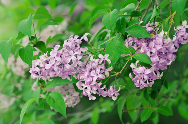 丁香花枝