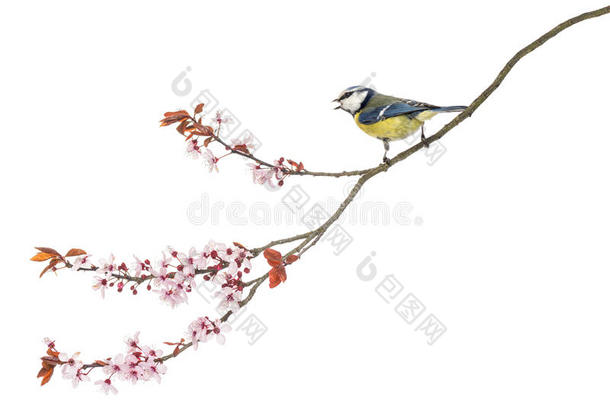 一只蓝色的山雀栖息在开花的树枝上的侧视图