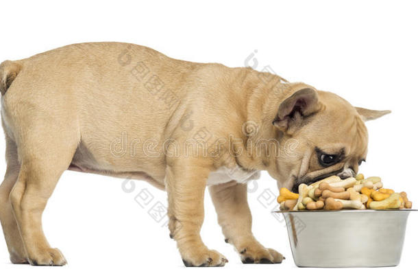 法国斗牛犬小狗从装满饼干的碗里吃东西