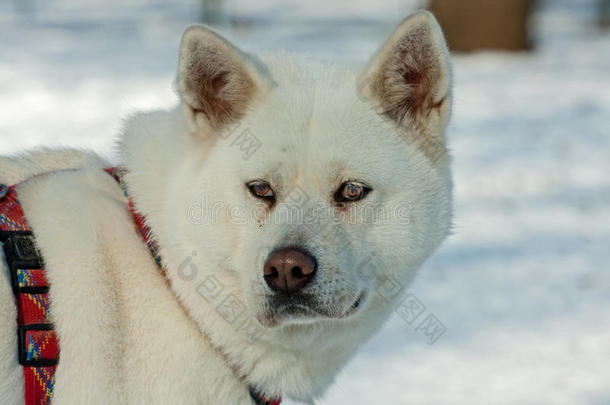 秋田犬的肖像