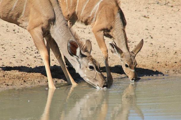 库杜羚羊-非洲野生动物-动物妈妈和宝宝分享水