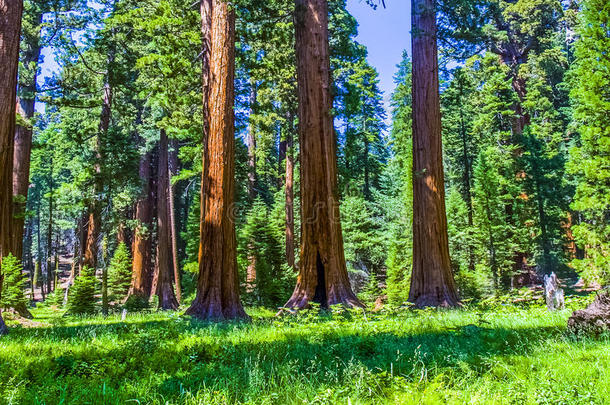 <strong>加州</strong>红杉国家公园的红杉树