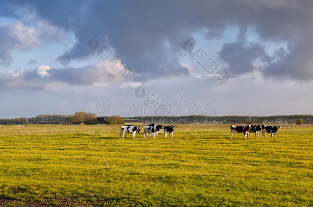 早晨<strong>阳光下</strong>牧场上的牛