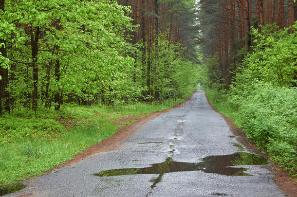 森林路。雨天，春天。