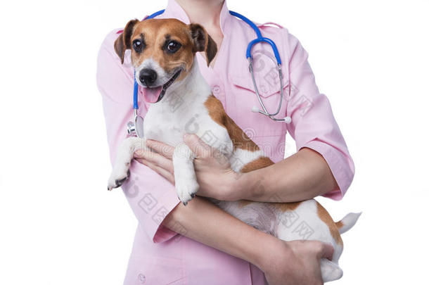 穿着<strong>粉色</strong>医疗服的女兽医抱着<strong>微</strong>笑的杰克·拉塞尔猎犬。