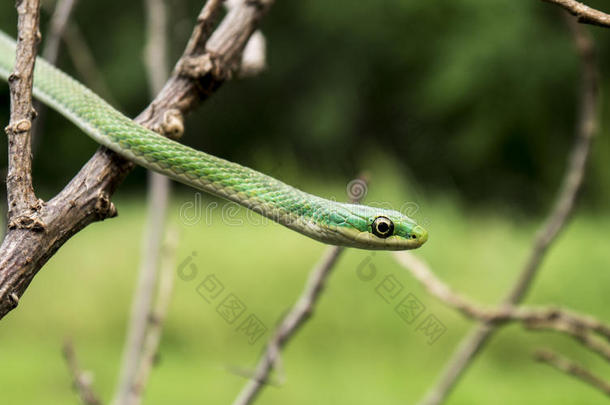 粗绿蛇