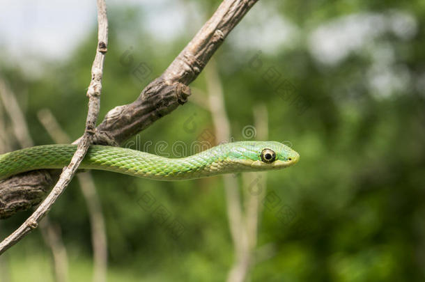 粗绿蛇
