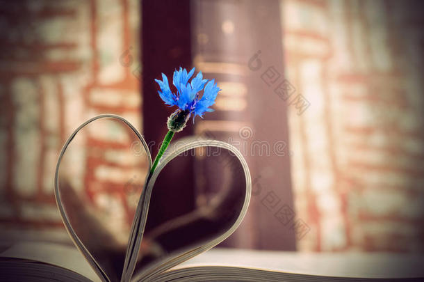 蓝色矢车菊和书页