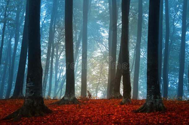 秋天雾天进森林