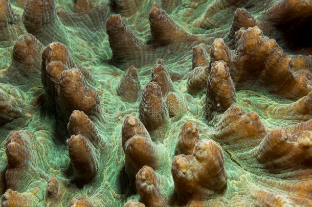 迷宫珊瑚。