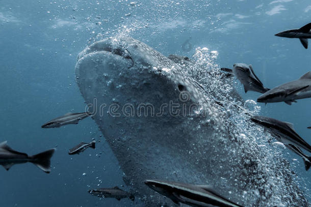 鲸鲨-莱茵鳕