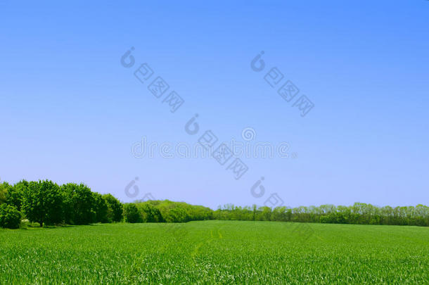 绿地、森林和蓝天。夏季景观背景