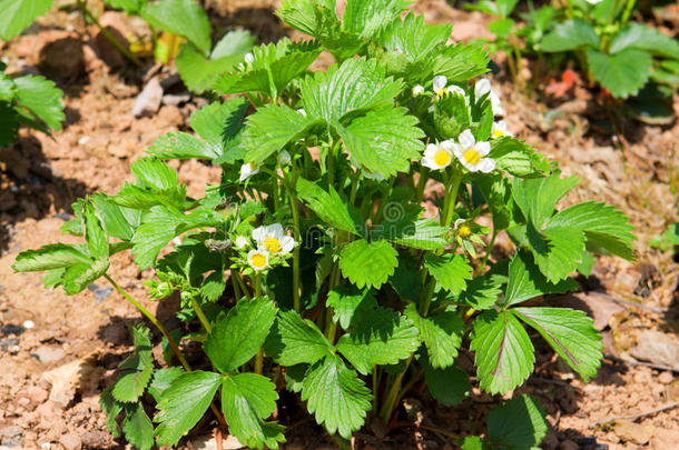 草莓<strong>花甲</strong>虫