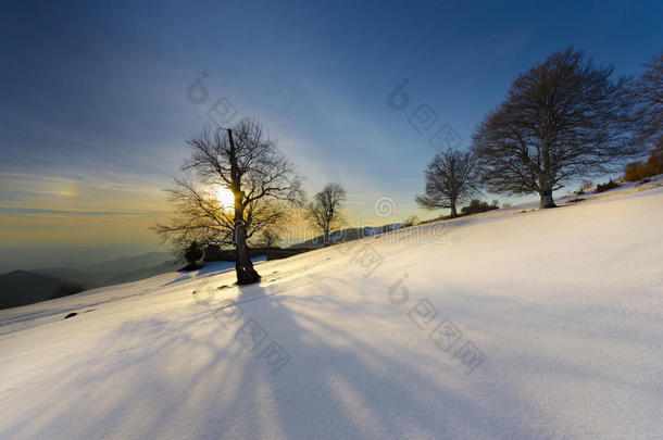 大角度拍摄<strong>树枝阴影</strong>的冬季日落景观