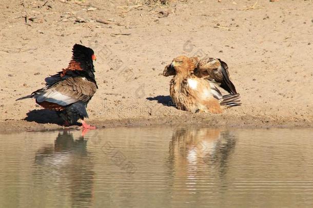 鹰，贝特勒和黄褐色-非洲野生猛禽-羽毛之战