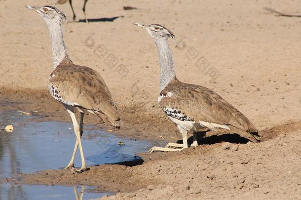 kori bustard-非洲野生鸟类-一对<strong>奇特</strong>的伪装和颜色