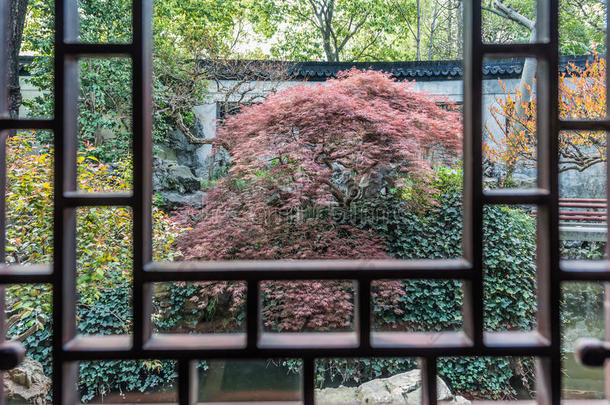 中国上海<strong>雨燕</strong>花园红叶盆景树