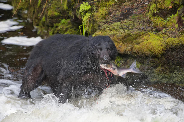 一只黑熊在河里吃着三文鱼，还有阿拉斯加的血溅快餐