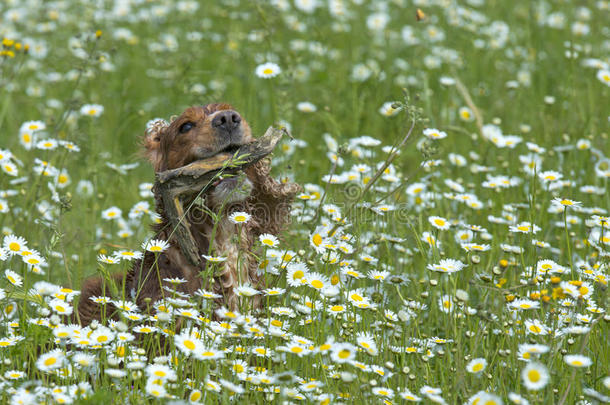 雏菊背景的英国可卡猎犬