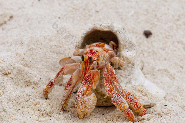 一只红色的小螃蟹，它的壳在白色的沙滩上走得很近