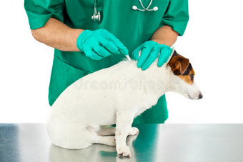抗寄生虫治疗狗图片