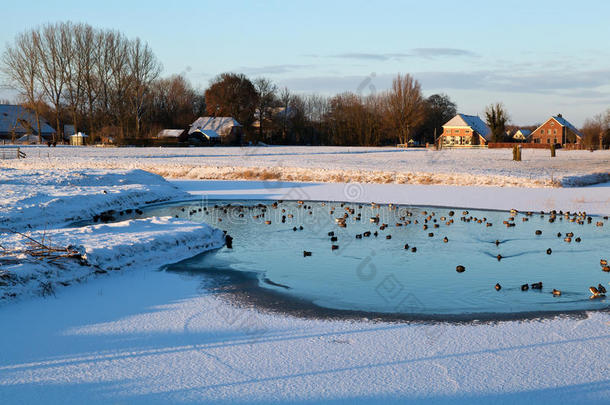 冬季冰冻湖面上的野生水禽