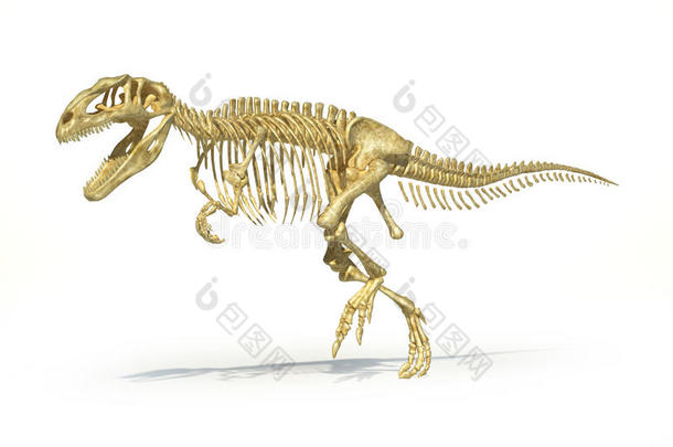 巨龙恐龙全照片真实骨骼