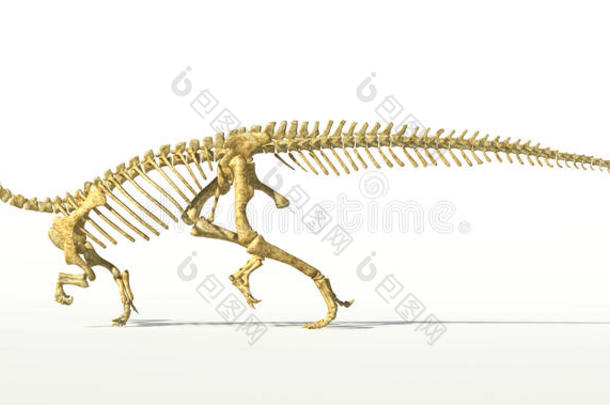 高原龙恐龙，全照片写实骨架，侧视图。