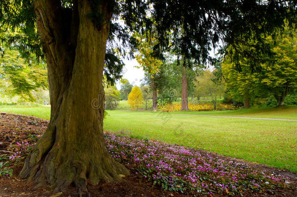 英国多塞特修道院的树木和粉色花朵